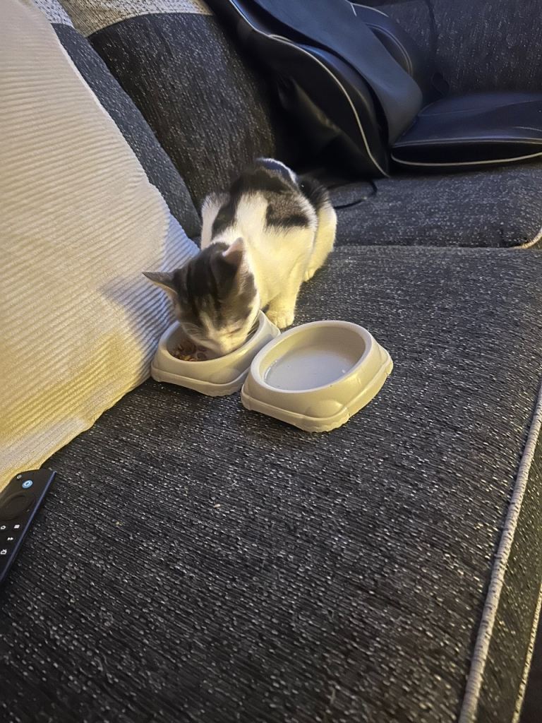 7 month old kitten