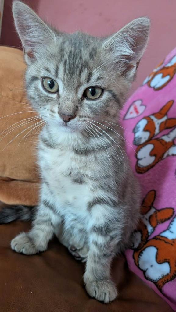 Tabby Female kitten