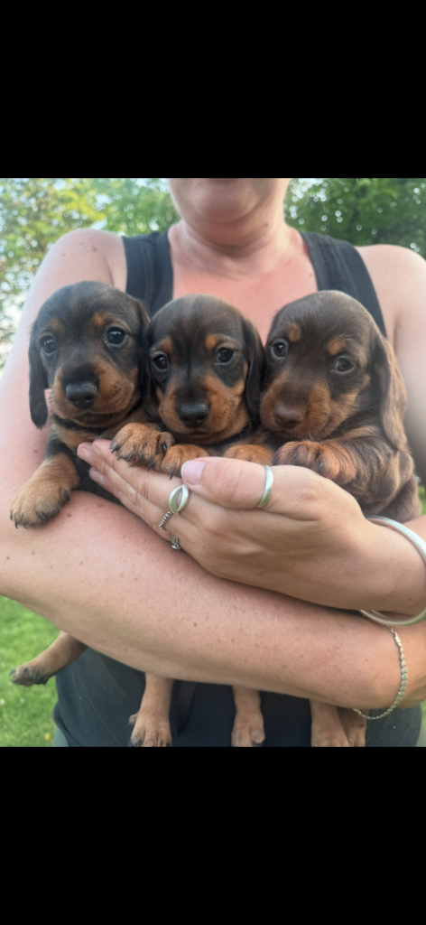 Gorgeous puppy’s ready 