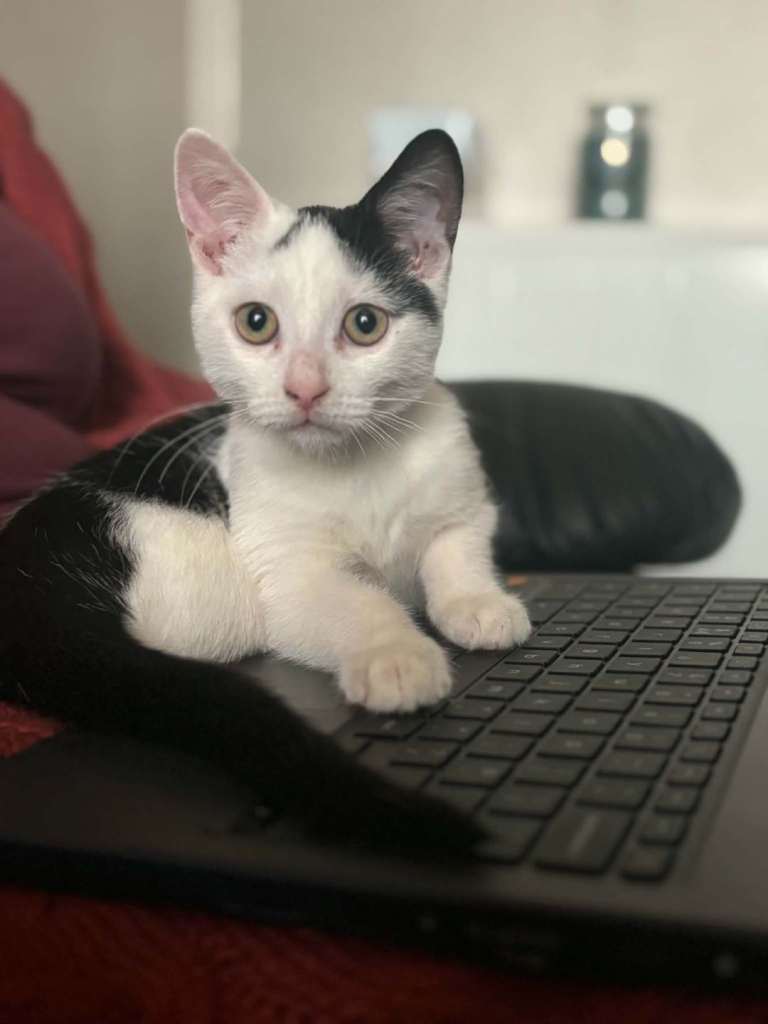 12 weeks old male