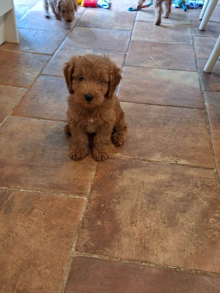 Gorgeous F1 Toy Cockapoo puppies 