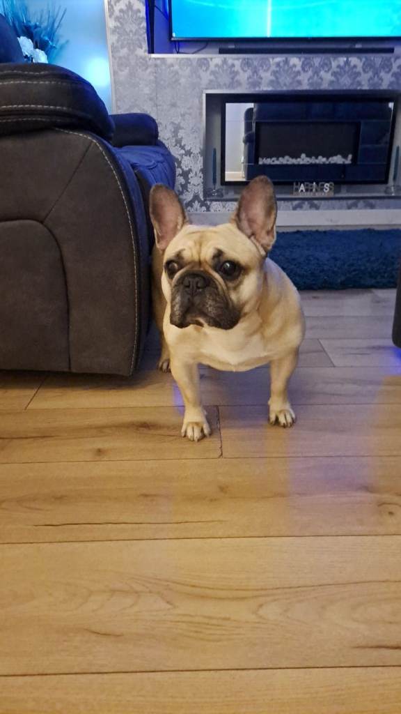 Female french bulldog