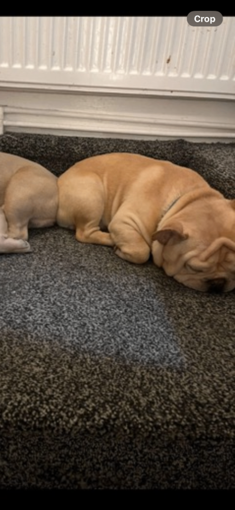 Dog 