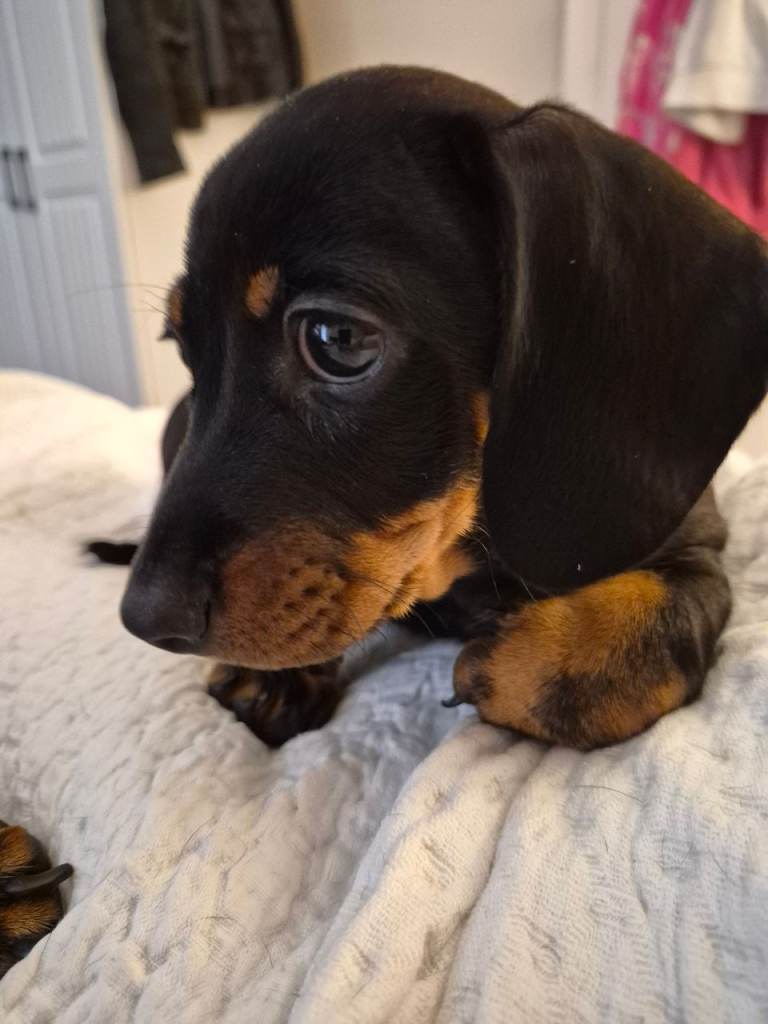 Miniature dachshund male puppy ready to leave