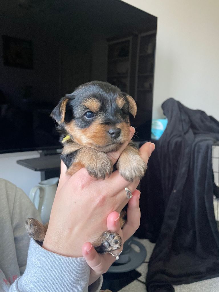 Yorkshire Terrier Puppy for sale - Girl