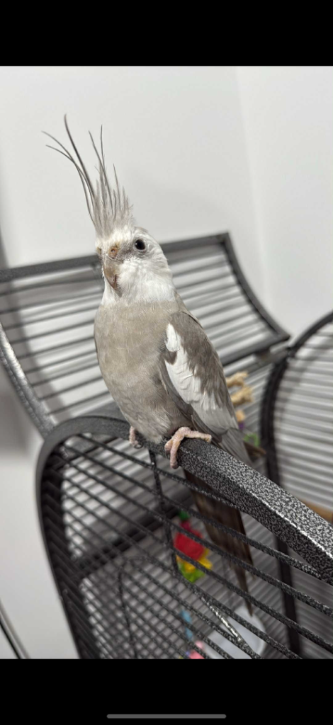 Cockatiel 
