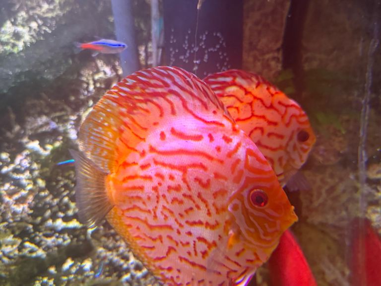 Pair of Red Checkerboard Discus
