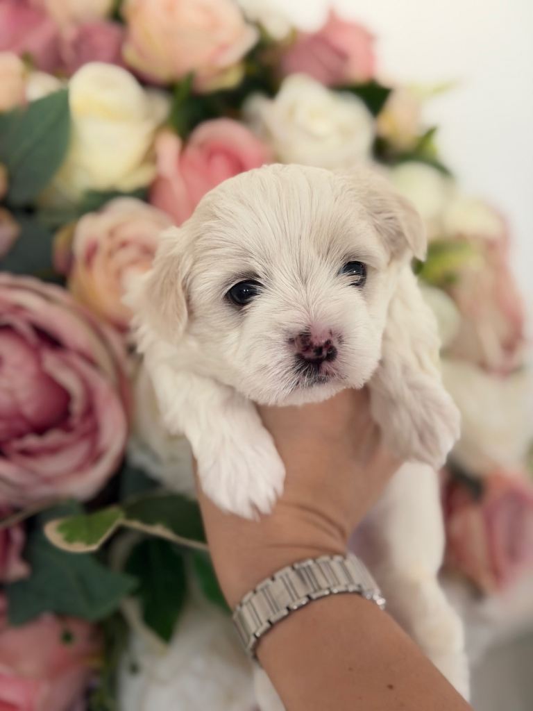 Beautiful Maltese puppies 