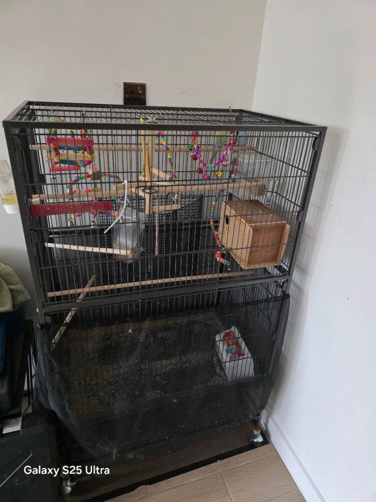 Pair of budgies and cage for sale