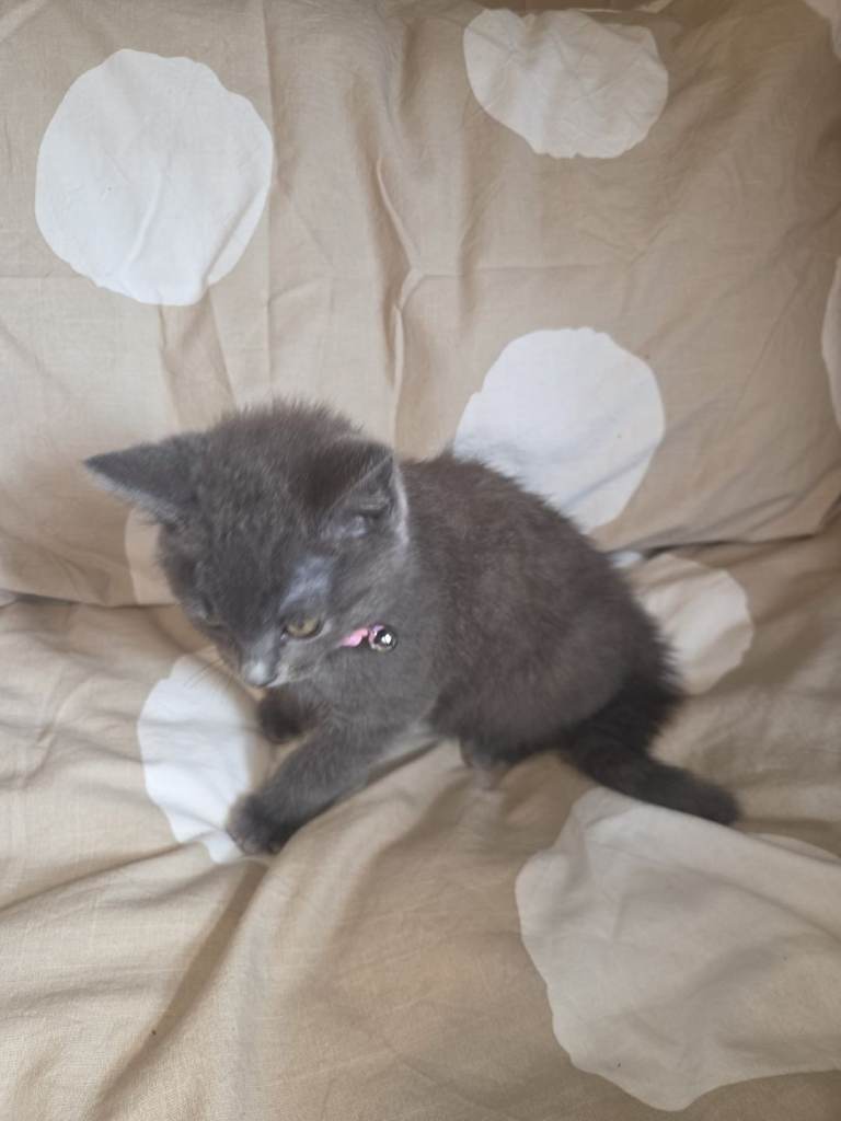 British Shorthair 