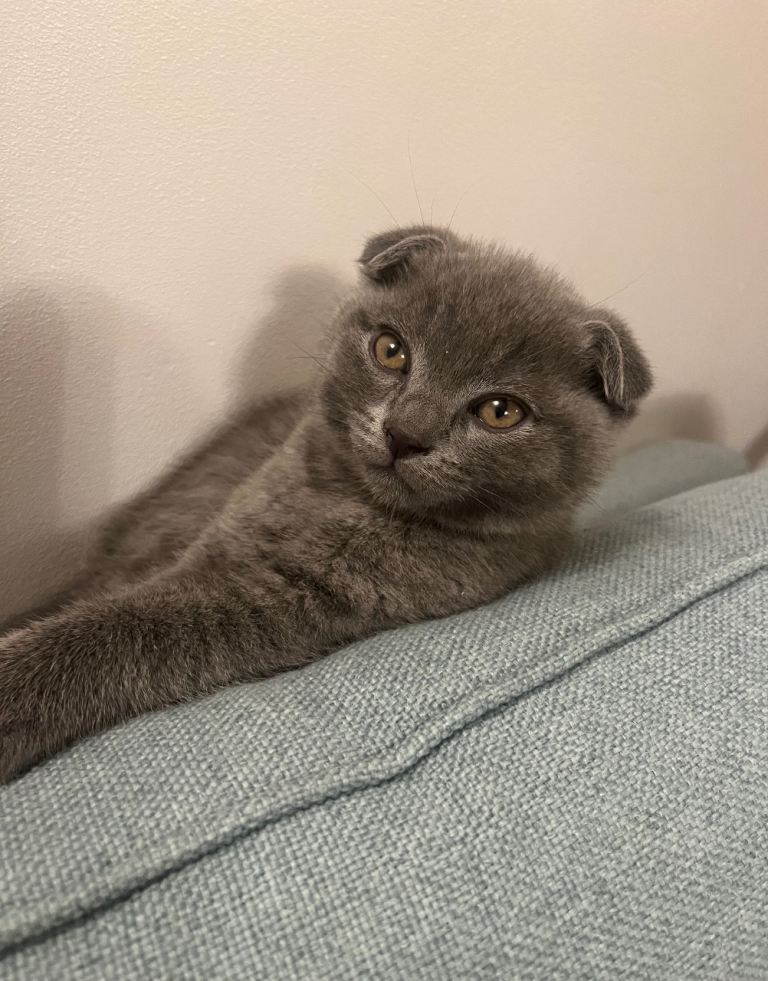 Russian blue mix