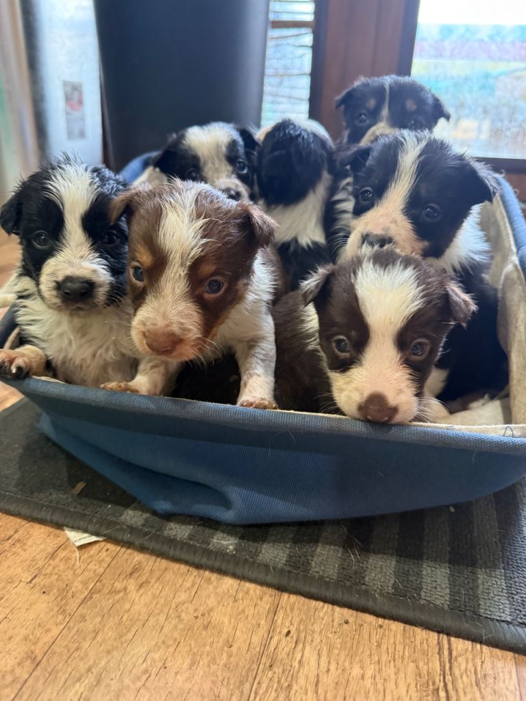 Border Collie Pups