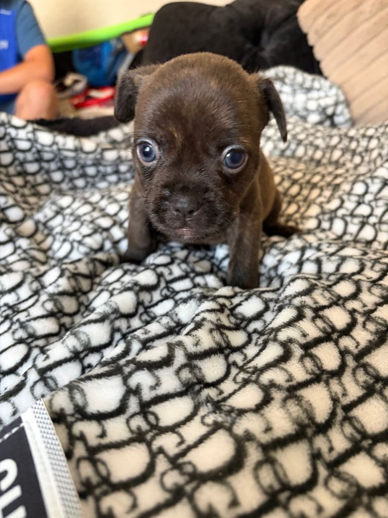 French bulldog x Pomeranian puppies