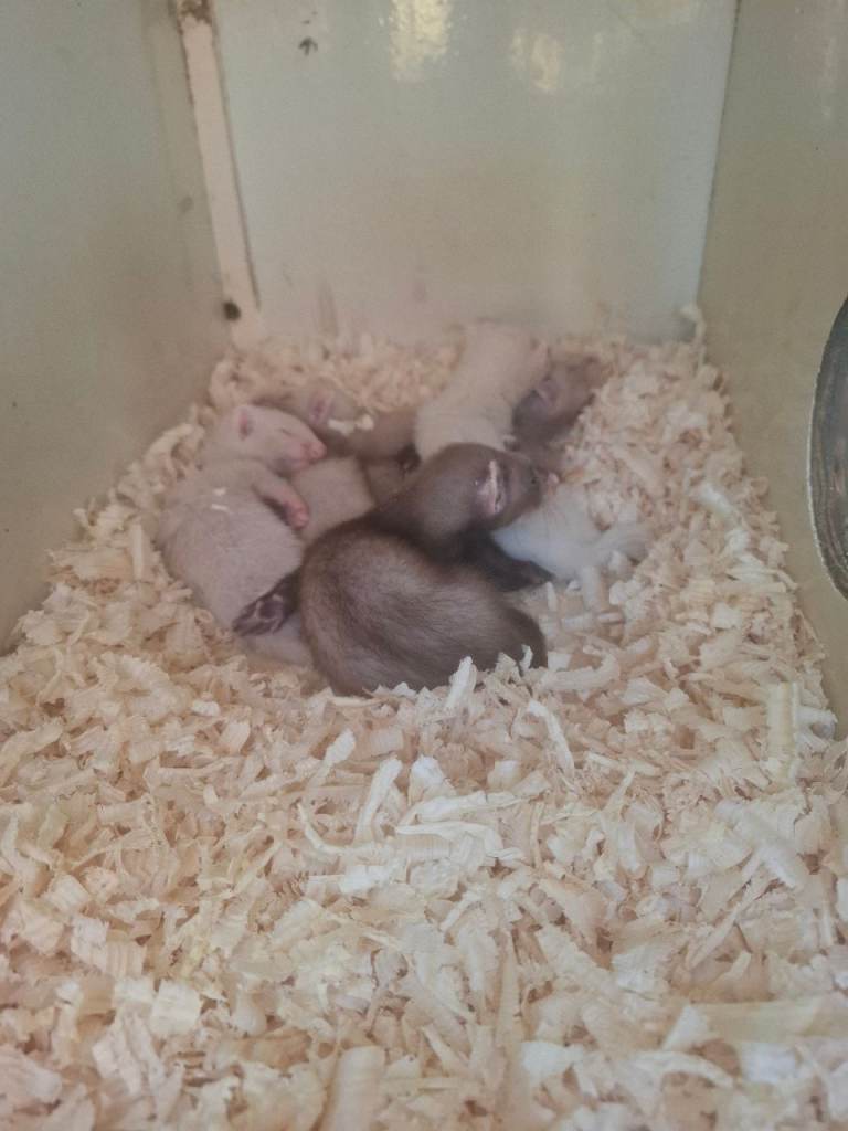 Lovely baby ferrets for sale