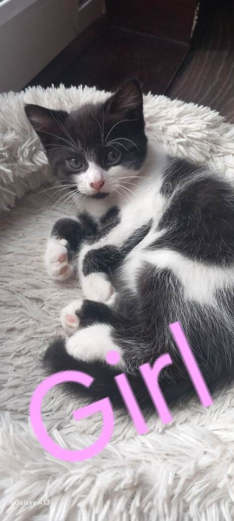 6 lovley kittens 
