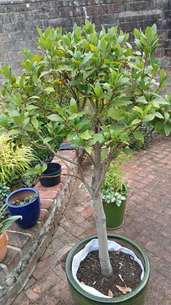 Bay Tree in Large Green Pot – Healthy and Established