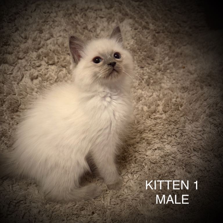 4 pure Ragdoll kittens for sale 