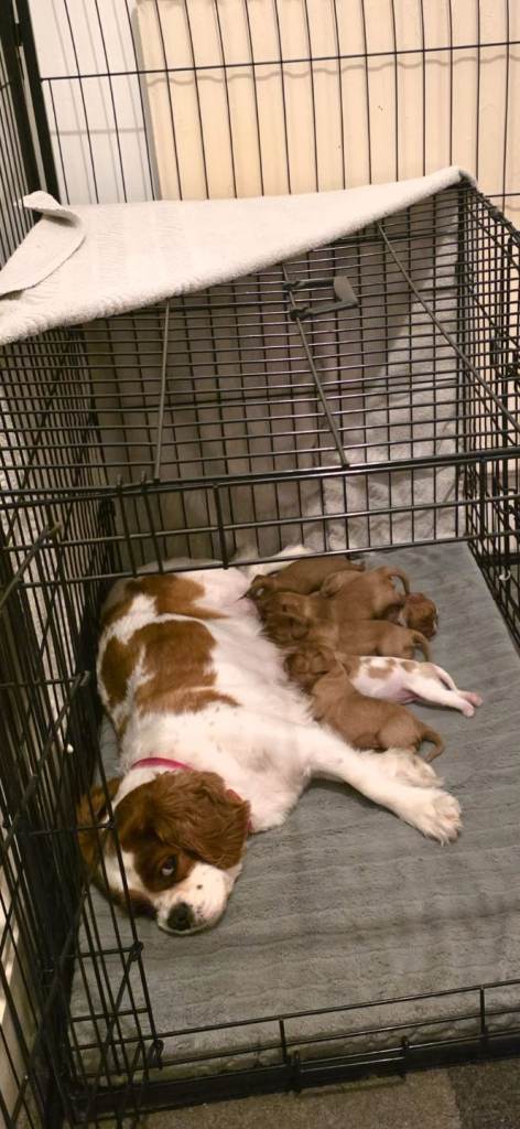 Cavalier king charles puppies 
