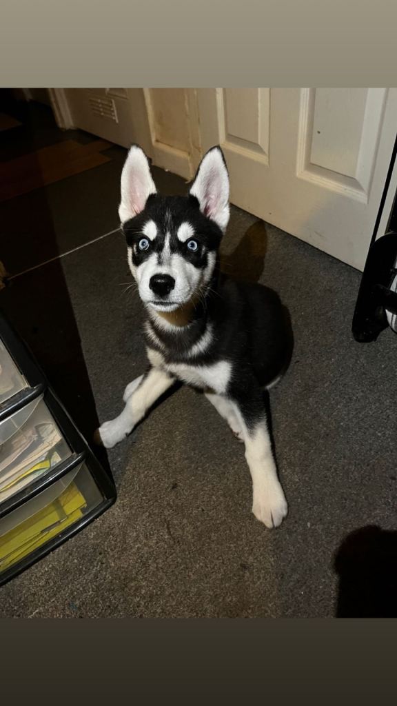Siberian husky