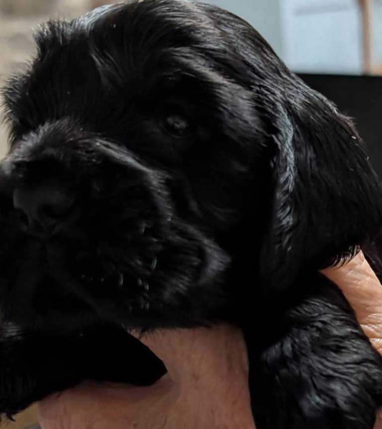 Show type cocker spaniel 