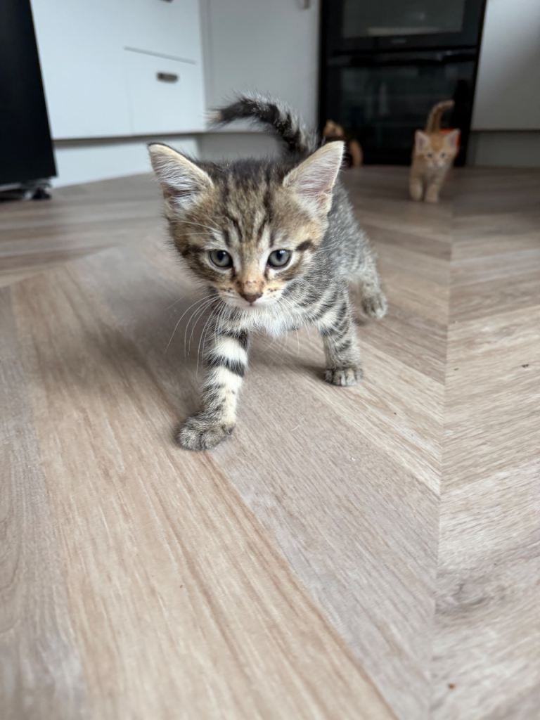 Kittens for sale 