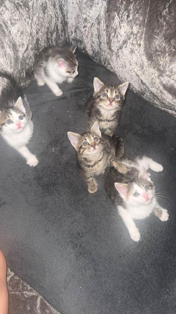 Beautiful kittens ready for there forever home.