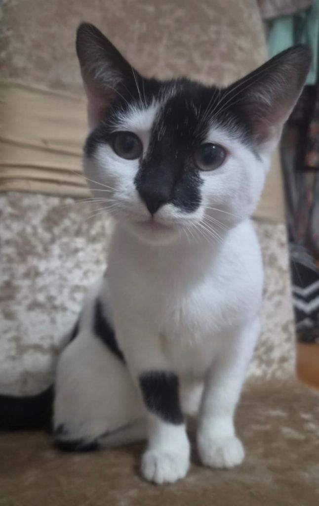  Tuxedo Kittens for Sale – Litter Trained
