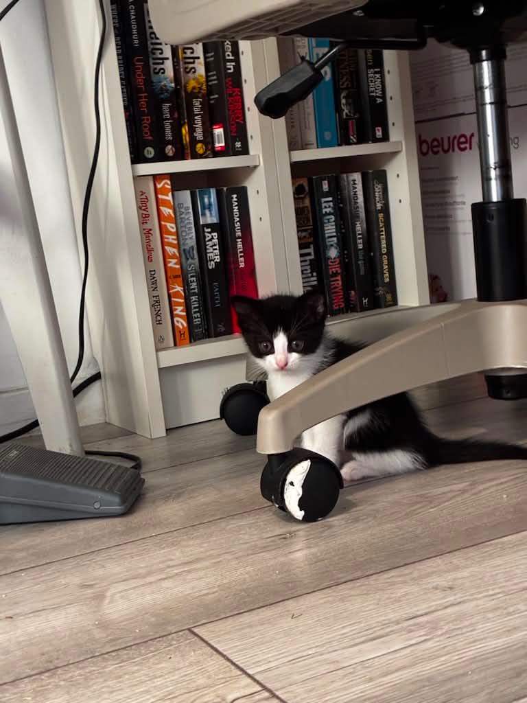 Kittens 