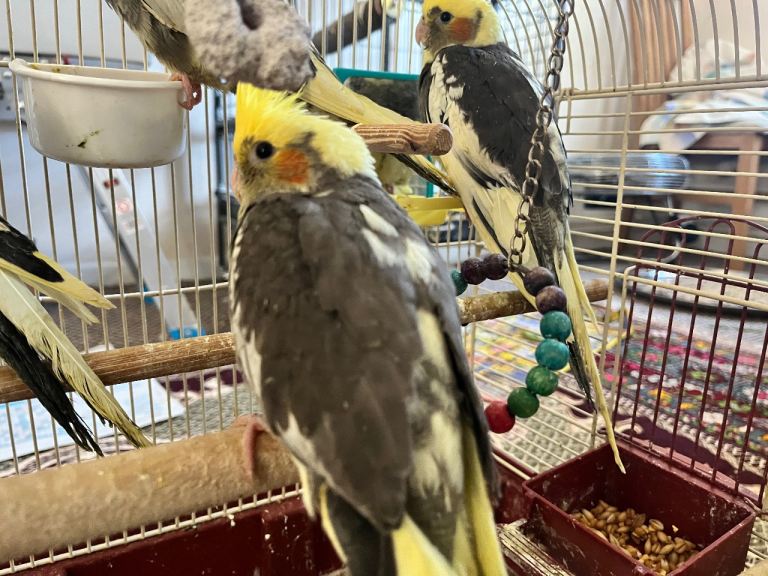 Baby Cockatiels 