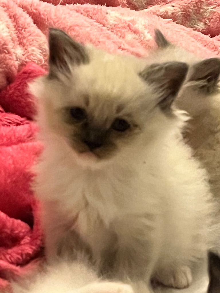 3 male ragdoll kittens