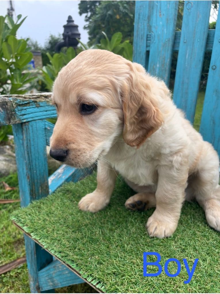 Labradoodle 