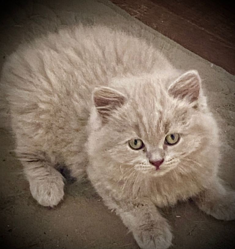 Pure British shorthaired kittens blue and lilac 