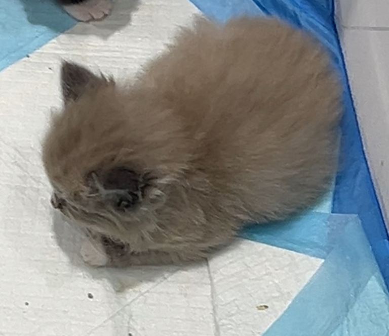 Ragdoll x British short haired 