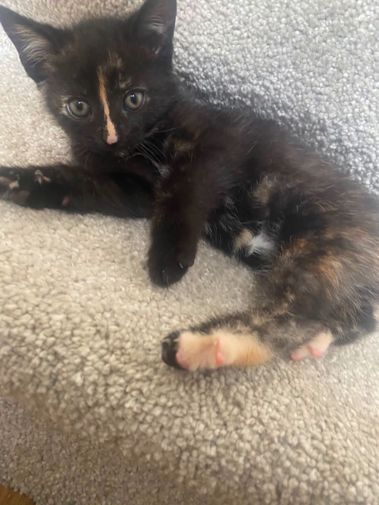 Gorgeous kittens ready to go