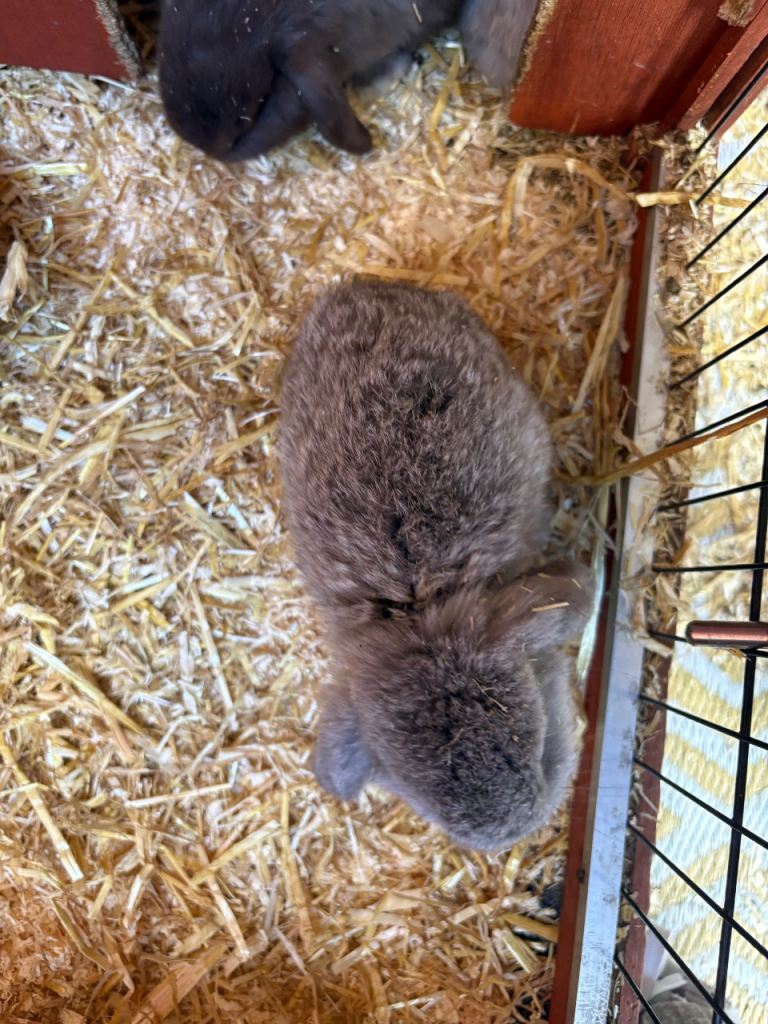 Lop eared bunnies