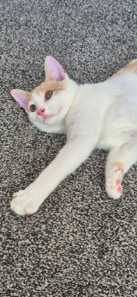 Male kitten