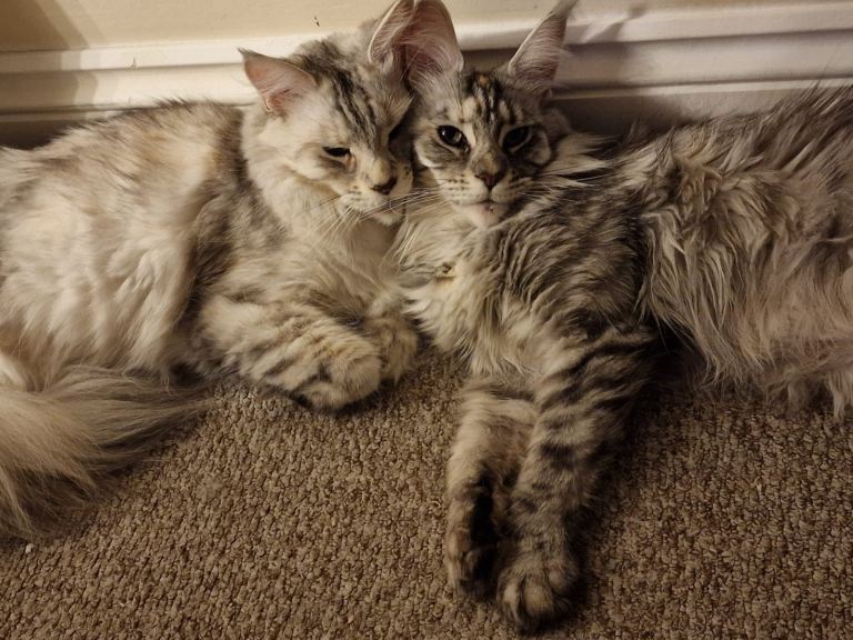 2x Maine Coons for Sale - Need to go together