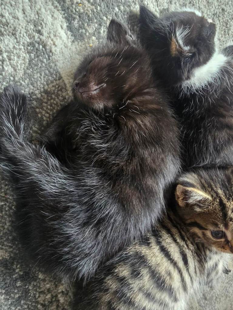 Tabby kittens for sale 