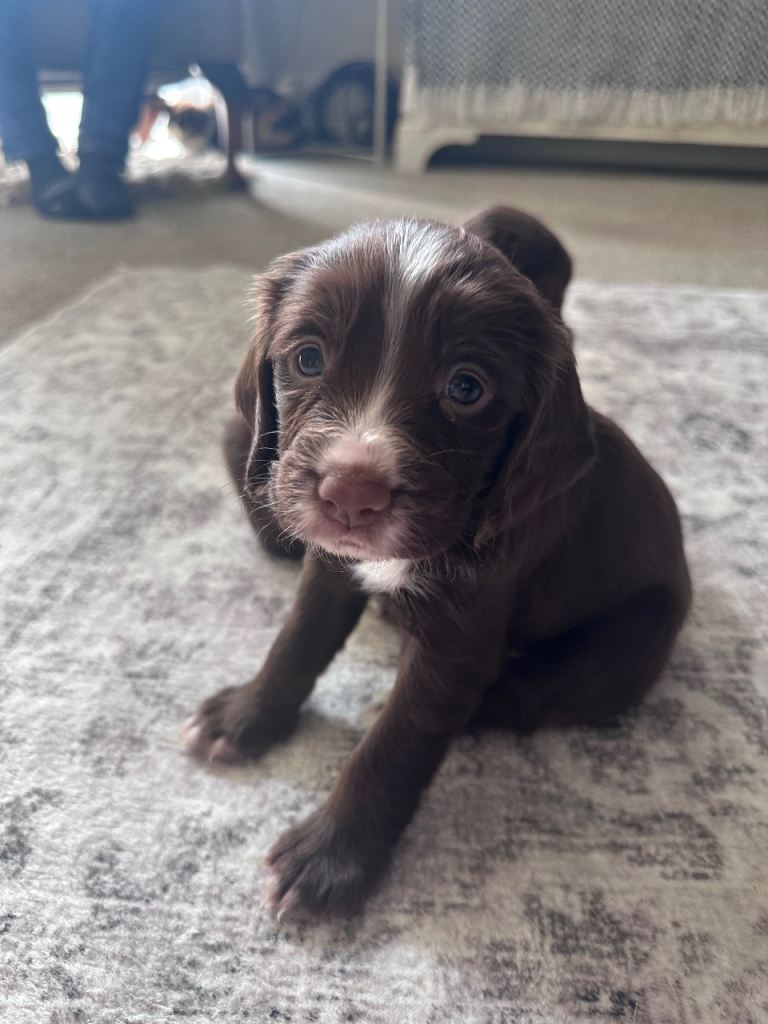 Cocker Spaniel Puppies