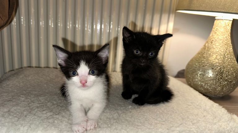 Two Lovely Male Kittens – 8 Weeks Old