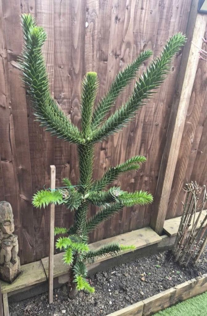 Monkey Puzzle Tree 5ft Tall