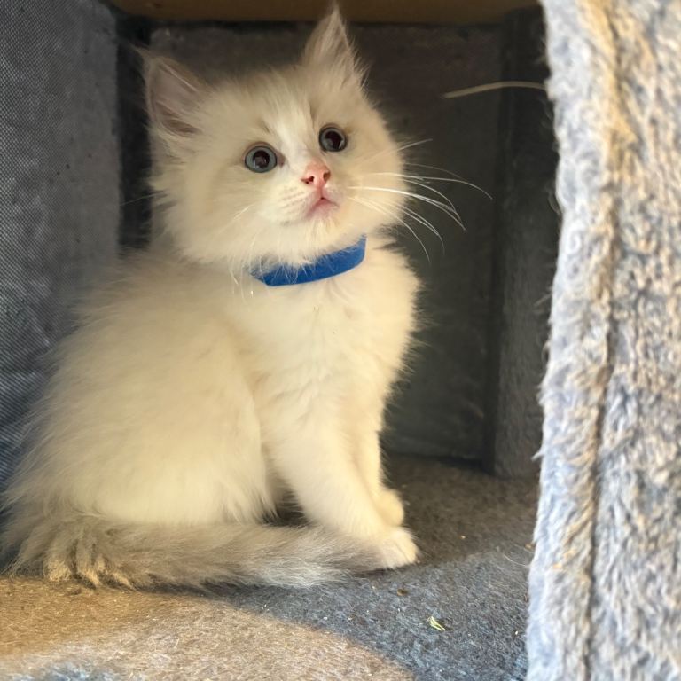 Adorable pure breed  ragdoll kittens Looking for Forever Homes