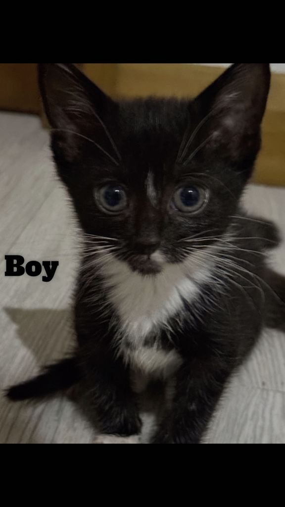 Kitten ready for a new home 
