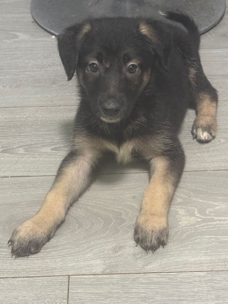 German Shepard cross Akita puppy’s 