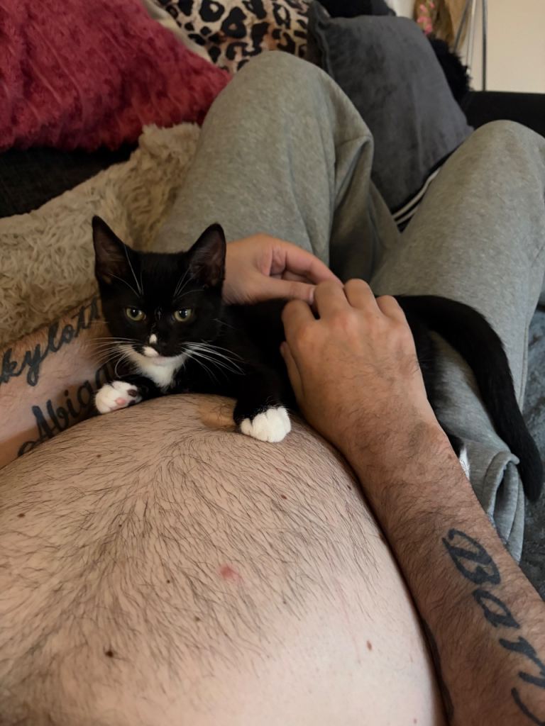Beautiful male kitten