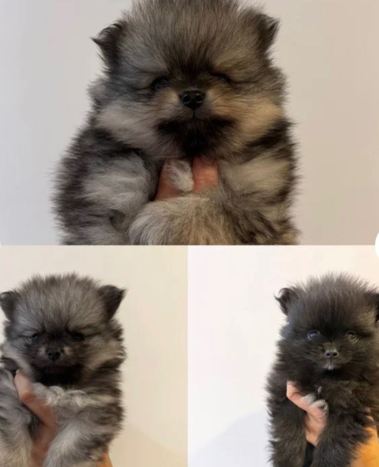 Beautiful Pomeranian puppies