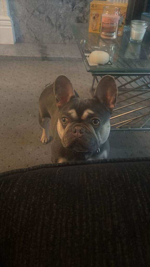 French bulldog