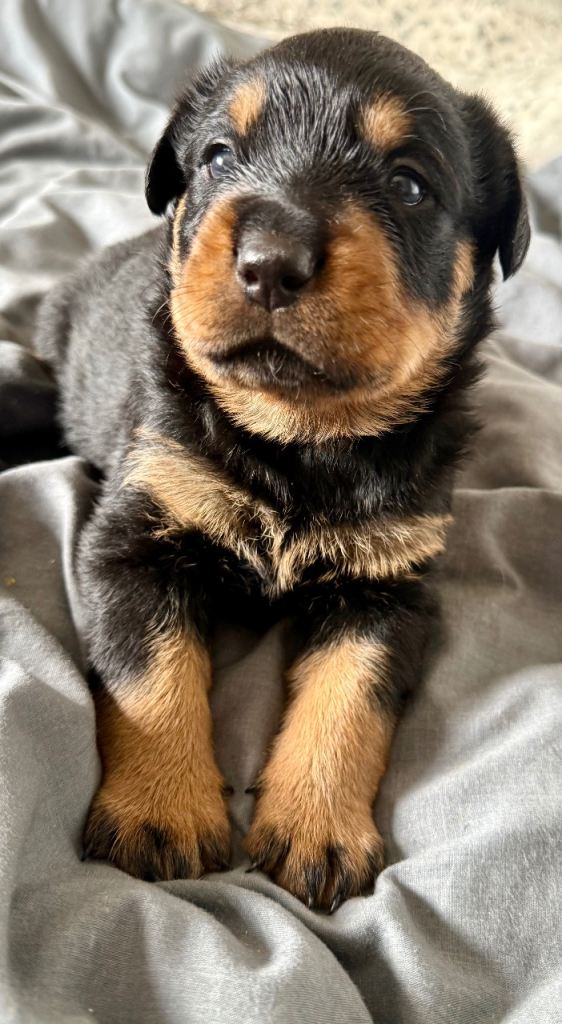 Gorgeous full pedigree Rottweiler puppies 