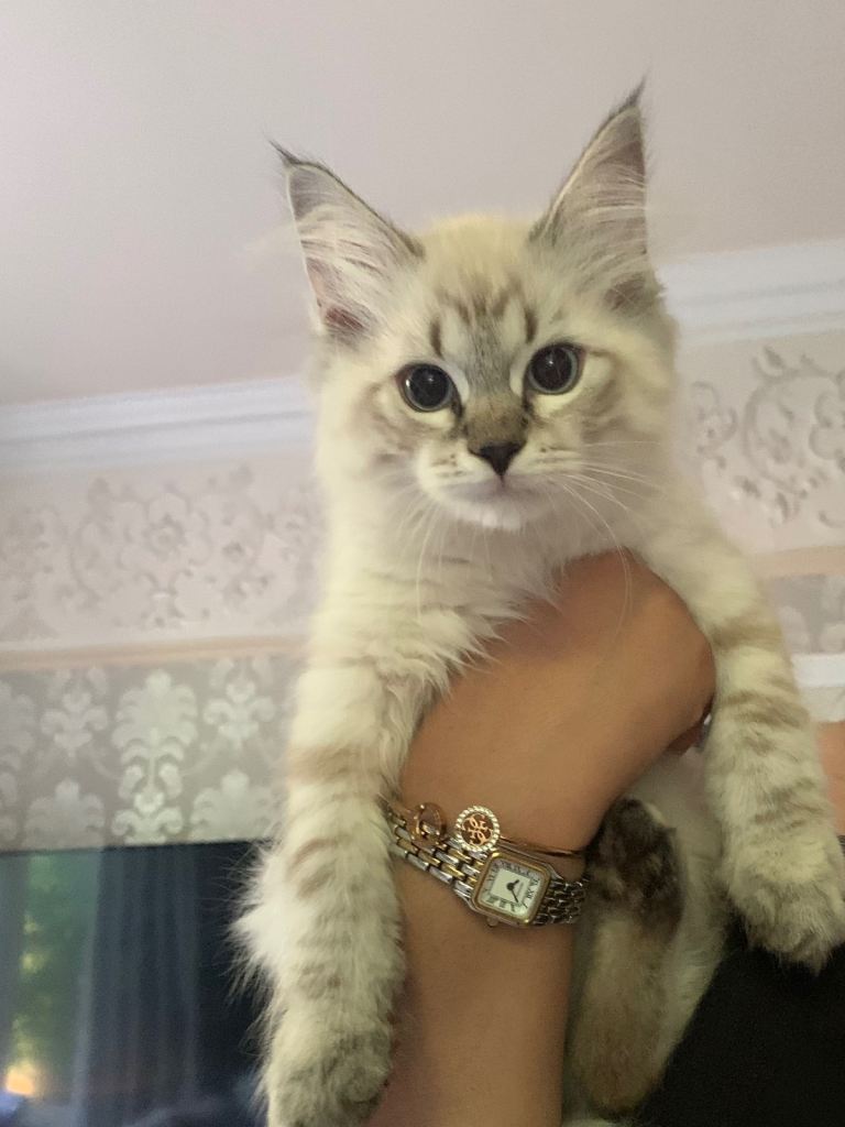 Beautiful Pure-Bred Siberian Kitten- Hypoallergenic, Microchipped and Vaccinated