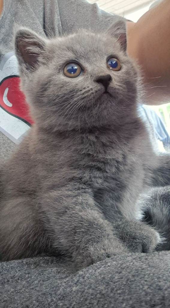 British Shorthair